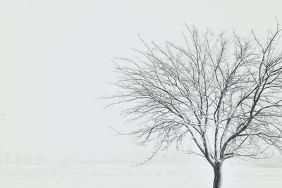 雪地上被雪覆盖的枯树